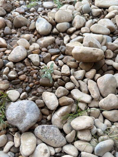 The image is a close-up, ground-level view of a collection of smooth, rounded stones and pebbles. The stones vary in size, from small pebbles to larger, fist-sized rocks, and are predominantly in shades of gray, brown, and beige. Some stones appear wet, indicating recent contact with water. Scattered amongst the stones are blades of green grass and a small, leafy plant with light green foliage is growing in the center of the frame. The overall environment suggests a natural setting, possibly a riverbed or shoreline, in the area of Жоғарғы Боралдай, Kazakhstan. There are no people or animals visible in the image.
