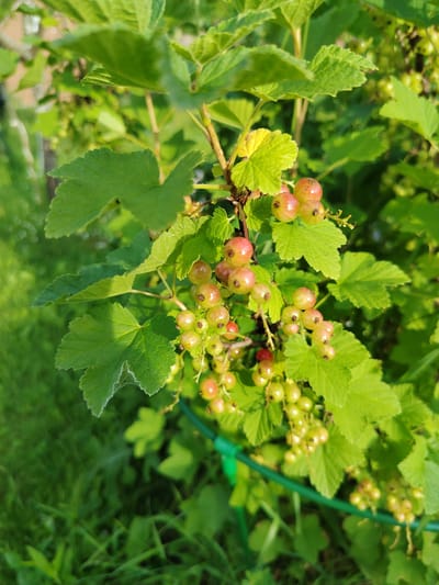 The image displays a close-up view of a red currant bush laden with ripening berries. The berries, varying in color from light green to pale pink and reddish hues, are clustered on slender stems. They are partially obscured by large, lobed green leaves, some of which are tinged with yellow, suggesting early stages of ripening or slight stress. The bush is supported by a green garden stake or border, visible in the lower right portion of the frame.

The scene is set outdoors in what appears to be a garden or natural environment, with lush green grass visible in the background. The lighting suggests it is daytime, likely late afternoon or early morning, given the warm, diffused sunlight that highlights the translucent quality of the berries and casts subtle shadows. The overall mood is peaceful and natural, showcasing the growth and bounty of the plant. No people are visible, and there is no text present in the image. The location context of Novaya Prismara, Russia, indicates a temperate climate where such currants would grow.