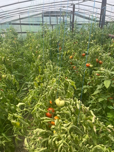 A greenhouse in Yanovo-Grushevsky, Russia, is filled with rows of tomato plants. The plants are heavily laden with tomatoes, many of which are ripe and red, while others are still green. Some plants appear to be wilting or stressed. Blue strings are visible, likely used to support the plants or guide their growth. The greenhouse structure is visible in the background, with translucent sheeting and metal supports. The ground appears to be soil, with some grassy weeds growing amongst the tomato plants. The overall impression is of a productive, albeit somewhat untidy, tomato farm.