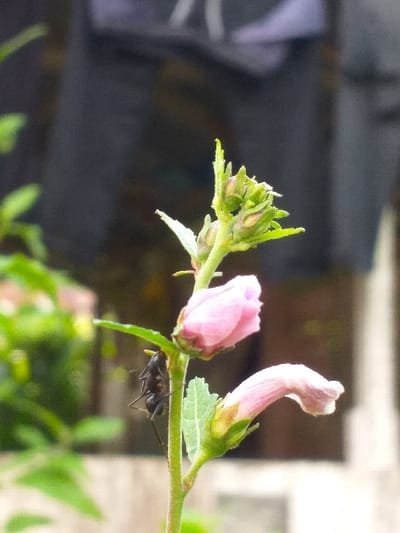 A close-up shows a plant stem with several pinkish-purple buds and flowers, some still tightly closed. An insect, possibly an ant, clings to the stem beneath a flower bud. The background is blurred, revealing hints of foliage and a dark surface, suggesting an outdoor setting. Green leaves are visible both behind and below the flowers.
