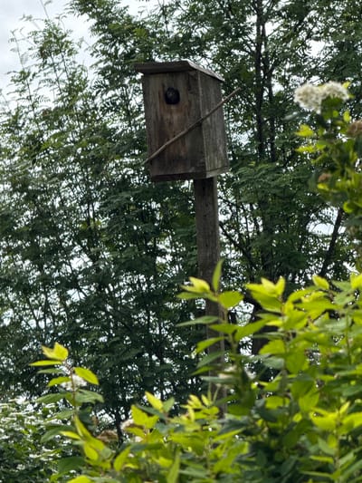 A birdhouse sits atop a pole, nestled amidst dense foliage. The sky is visible through the leaves. The location is unknown; there is no indication it is in Medvedka, Russia.