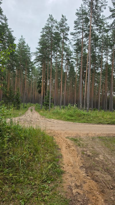 The image depicts a dirt road winding through a dense pine forest under an overcast sky. The road is unpaved and shows tire tracks, indicating recent vehicle activity. Tall, slender pine trees with reddish-brown bark dominate the landscape, their needles creating a dark green canopy overhead. The undergrowth consists of various grasses and low-lying green vegetation, particularly along the left side of the road in the foreground. The road forks ahead, with one path continuing deeper into the forest and the other curving off to the right. The overall scene is natural and somewhat wild, characteristic of a rural or forested area. The location is the territory of Smiltene, Latvia. No people are visible in the image.