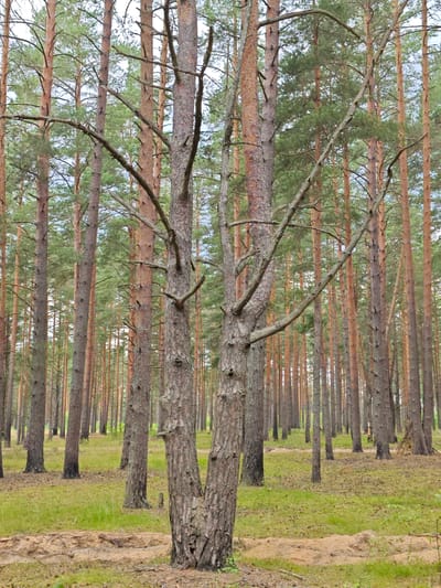 A tall, slender pine tree with a split trunk stands in the foreground of a forest. The tree has rough, textured bark and several branches that extend outwards. Behind it, a dense stand of pine trees creates a natural backdrop. The forest floor is covered in a mix of green grass and fallen pine needles and cones.
The scene appears to be set in a pine forest, likely in Russia, given the location context of Zaklinye. The lighting suggests it is daytime, with overcast skies, as there are no harsh shadows. The overall mood is serene and natural, evoking a sense of tranquility. There are no people or specific objects other than the trees and the forest floor. The image is a straightforward depiction of a forest environment. There is no visible text in the image.