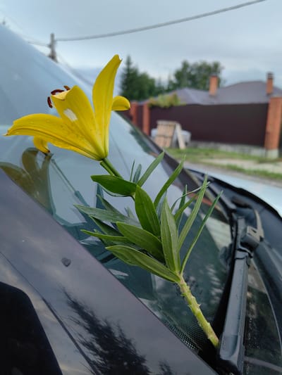 A single yellow lily with green leaves rests on the windshield of a car. The flower is positioned on the left side of the windshield, with its petals open and facing left. The stem and leaves extend downwards, tucked into the base of the windshield, near the wiper blade. The car's surface reflects the overcast sky and trees in the background. In the distance, several houses with brick fences and chimneys are visible, suggesting a residential area. The overall scene is captured from a low angle, focusing on the flower and the car's windshield. The location is identified as Dolmatovo, Russia.
