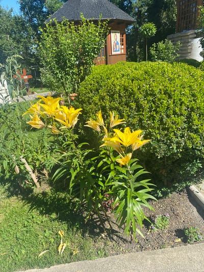 The image depicts a vibrant garden setting in Agapia, Romania. In the foreground, a cluster of bright yellow lilies with long, green leaves dominate the scene, their petals unfurling towards the sun. Behind the lilies, a dense, green hedge provides a lush backdrop. To the left of the hedge, a small wooden structure with a dark, pitched roof is visible. This structure appears to be a small chapel or shrine, with a religious icon featuring a figure in blue and red garments displayed on its side. The background reveals more greenery, including trees and bushes, suggesting a peaceful, natural environment. The ground is covered with grass and soil, with scattered fallen leaves adding a touch of natural decay to the scene. The lighting suggests it is daytime, with sunlight casting shadows on the ground. There are no people visible in the image.