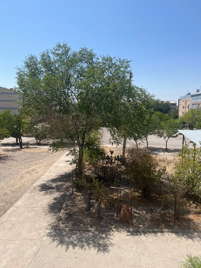 The image depicts an outdoor scene in the city of Şamaldı-Say, Kyrgyzstan, characterized by a bright, clear blue sky and dry, dusty terrain. In the foreground, a concrete pathway with visible cracks runs diagonally across the frame, casting dappled shadows from overhead foliage. To the right of the path, a cluster of dry, thorny bushes and saplings are visible, with a rusted metal gate structure partially obscured among them.
Dominating the mid-ground is a large, leafy green tree with a thick trunk, its branches extending widely and creating significant shade. Behind this tree, several smaller trees with sparser foliage are planted in a line. The ground in this area appears to be a mixture of dry dirt and gravel.
In the background, several multi-story buildings with flat roofs are visible. One building on the left is lighter in color with visible windows, while buildings on the right are taller and feature balconies and window frames. A white, corrugated metal roof structure, possibly a shelter or awning, is situated to the far right of the frame. The overall impression is one of a public outdoor space, likely a courtyard or park area, during daylight hours under a hot, dry climate. No people are present in the image.