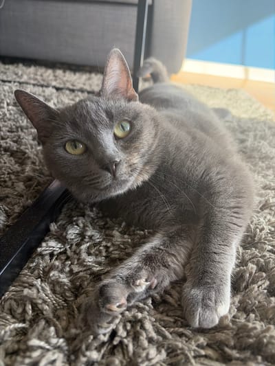A gray cat with green eyes is lying on a gray, shag carpet. The cat is positioned diagonally in the frame with its head towards the bottom left corner. Its body extends towards the upper right. Parts of a black metal frame and a gray sofa are visible in the lower and upper left corners respectively. A window with bright sunlight is visible in the upper left background. Without additional information or context, it's impossible to determine the location as Lørenskog, Norway, specifically.