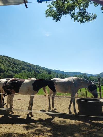 The image depicts an outdoor scene with two horses in a fenced enclosure. One horse is predominantly black and white, with large patches of each color. The second horse is white with black speckles, and it is wearing a black fly mask. Both horses are standing in a sandy area. In the background, there is a lush green forested hill under a clear blue sky. A dark, circular trough is located in the foreground near the speckled horse. The scene is illuminated by bright sunlight, casting shadows on the ground. The image appears to be taken at ground level, looking slightly upwards towards the horses and the distant landscape. The location is described as Milanetto, Italy.