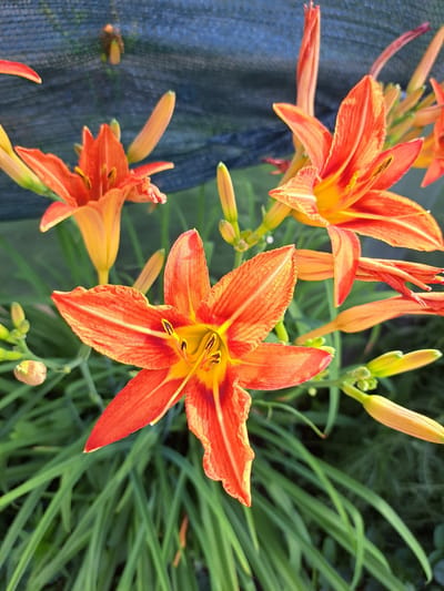 In this close-up, top-down shot, several vibrant orange daylily flowers are in full bloom. The central flower, in sharp focus, displays six petals with a striking yellow center, adorned with prominent dark stamens. The petals have a delicate, ruffled edge and are marked with subtle darker orange striations. Surrounding this focal point, other daylily blossoms and buds are visible, some fully open and others still developing. The flowers are nestled amongst lush, green foliage, characteristic of a garden setting. In the background, a dark blue mesh netting is partially visible, suggesting it might be a protective covering for plants or a fence. The overall lighting suggests a bright, possibly sunny day. There are no people or animals present in the scene. The location in Chernetsk, Russia, indicates this is likely an outdoor garden or park.