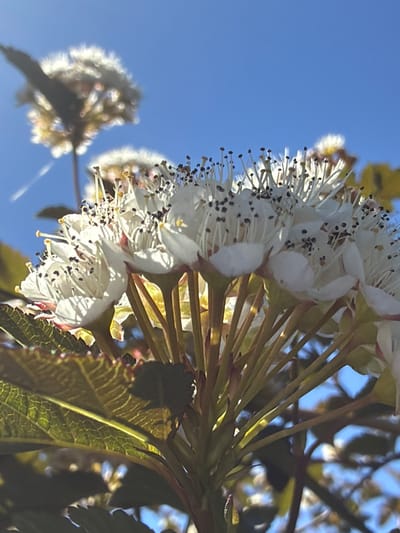 The image is a close-up, low-angle shot of white flowers with prominent stamens against a clear blue sky. The flowers are clustered together on thin stems, with some leaves visible in the foreground and background. The lighting suggests it is daytime, with the sun casting light on the flowers. The image does not provide any information about the city of Kerro, Russia, or any people, actions, or specific interactions. It is solely a natural scene focused on the botanical subjects.