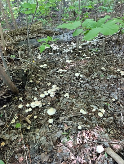 The image depicts a forest floor covered with numerous small, white mushrooms. The scene is likely located in a wooded area, with fallen leaves, twigs, and tree trunks scattered across the ground. Sunlight filters through the trees, creating dappled light on the forest floor. The mushrooms are small and delicate, with light-colored caps and stems. They appear to be growing in clusters and individually among the leaf litter. The overall impression is one of a natural, undisturbed environment. There are no people or animals visible in the image. The location in Dimitrovskii, Russia is not discernible from the image itself.