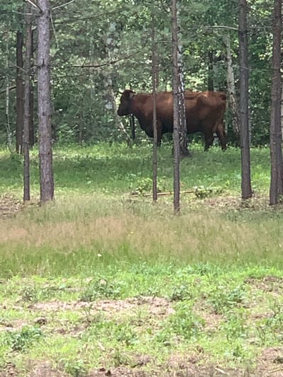 A brown cow is standing in a forest in Vodoratsk, Russia. The cow is facing to the left and appears to be grazing. The forest is dense with trees and undergrowth. The ground is covered in grass and leaves. The image is taken from a medium distance, and the cow is the main subject.