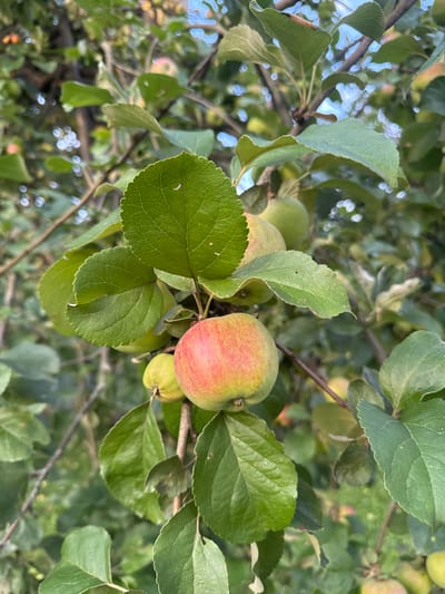 The image is a close-up, vertical shot of apples on a tree. The primary subject is a single ripe apple, predominantly red and yellow with some green, hanging from a branch. Several other green apples and lush green leaves are visible, interspersed with branches and dappled sunlight. The background is blurred, showing more foliage and hints of a sky. The scene is set outdoors, likely in a garden or orchard. There is no indication of any specific location within Energetik-2 Snt, Russia, or any people present. The overall impression is one of a natural, autumnal setting focused on the fruit-bearing tree.