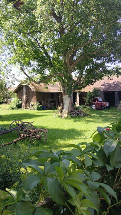 The image depicts a rural backyard scene. In the foreground, there is lush green grass with some flowering plants and large, leafy green vines. Two antique wooden wagon wheels are visible on the left side of the frame. In the middle ground, a large, mature tree with extensive branches shades a wooden shed or barn. The shed has a dark wooden exterior and a tiled roof. There is a ladder leaning against the side of the shed. A red tractor is parked in front of another open-sided barn structure to the right of the shed, with a second, smaller red farm machine to its left. The background shows more greenery and hints of residential buildings. The overall atmosphere is one of a rustic, pastoral setting, likely a farm or an old homestead. The location is identified as Sankt Pölten, Austria.