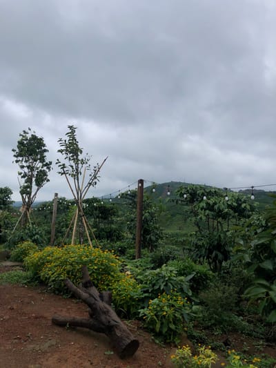 A weathered log lies on reddish-brown soil in the foreground of an outdoor scene. Behind the log, a dense, low-lying shrubbery with small yellow flowers stretches across the midground. Two young trees, supported by wooden stakes, stand tall amidst the vegetation. Further back, strings of white, globe-shaped lights are strung between wooden poles, illuminating a lush, green landscape of rolling hills covered in dense foliage. The sky above is overcast and a muted gray. The overall impression is of a serene, possibly rural or agricultural setting, with a touch of decorative lighting. The image appears to be taken in Thôn 4, Vietnam.