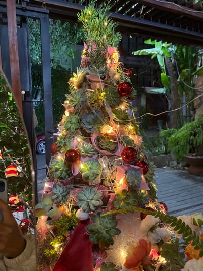The image displays an illuminated, conical decorative structure, resembling a Christmas tree, situated outdoors in Buôn Ma Thuột, Vietnam, during evening or nighttime hours. The primary subject is composed of numerous green and reddish-tinted succulent plants, densely arranged. This arrangement is heavily adorned with warm white LED string lights and red spherical Christmas ornaments. Pink ribbon and what appears to be a light-colored mesh or burlap material are interwoven throughout the succulent array. The apex of the structure features spiky green foliage, and a red Santa hat-like element is visible towards the lower left. The base of the display incorporates artificial flowers in shades of white, pink, and orange, alongside additional green foliage.
In the background to the left, a dark metal gate is partially open, revealing a glimpse of a street or driveway beyond, where a dark red vehicle is visible. To the immediate left of the main decorative structure, another plant displays small red and white striped decorative items. The lower-left corner of the frame shows a human hand holding a silver-colored smartphone, indicating the act of photography. To the right of the central display, a dark wooden pergola structure is visible overhead. The background includes lush green tropical vegetation, notably large banana leaves, and various potted plants, resting on a dark paved surface.