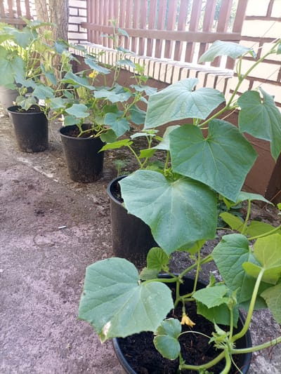 The image depicts a row of potted cucumber plants growing along a concrete walkway next to a wooden fence and a brick wall. The plants are in various stages of growth, with large green leaves and some bearing small yellow flowers. The pots are black plastic and are filled with dark soil. A thin string or wire is attached to the fence, likely for the plants to climb. The ground is paved with concrete and shows some signs of wear and tear, with scattered debris. The background reveals a portion of a tree trunk and the fence posts and planks. The overall scene suggests an outdoor cultivation area, possibly a garden or balcony in Reda, Poland, given the mention of this location. No people are visible in the image.