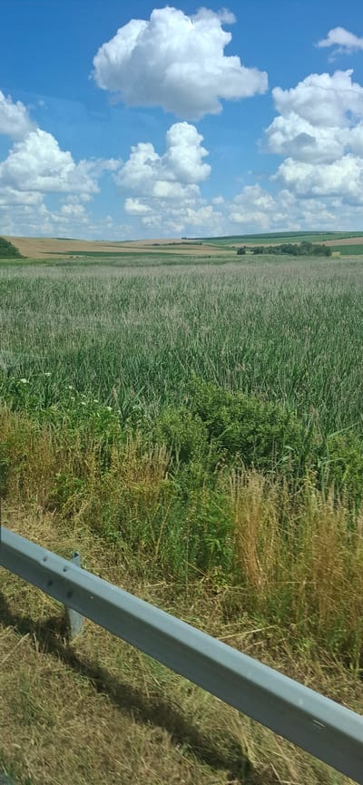 This is a vertical, eye-level, outdoor, daytime photograph taken in or near Maslarevo, Bulgaria. The scene depicts a vast expanse of tall, green vegetation, likely corn or reeds, filling the foreground and mid-ground. The vegetation is dense and reaches high, obscuring the ground in many areas. Interspersed within the green stalks are some dried, straw-colored grasses and smaller green plants, particularly along the immediate foreground. A light gray metal guardrail runs diagonally from the lower left corner of the image into the right side, with its support posts visible. The background features rolling hills with fields of lighter green and golden-brown crops, interspersed with patches of trees. The sky above is a vibrant blue, populated by numerous large, fluffy white cumulus clouds. The overall impression is of a rural landscape on a bright, sunny day.