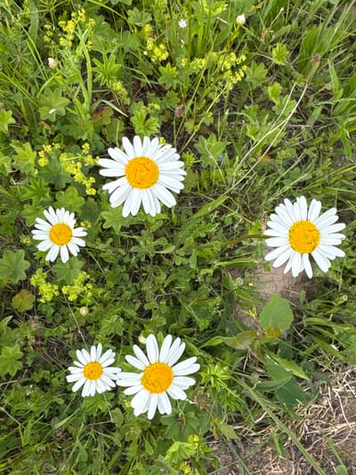 The image shows a cluster of wild daisies in a meadow with green grass and small yellow flowers. The daisies are white with yellow centers. The ground is covered with dirt and dry grass. The scene appears to be a natural outdoor environment, possibly in or around the city of Luyptug, Russia. There are no people or animals visible in the image.