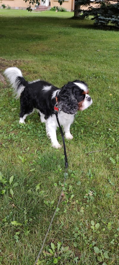 A tri-color Cavalier King Charles Spaniel dog stands on a green grassy lawn in front of a brick house with a white-columned porch. The dog is wearing a black collar with a red tag and is attached to a black leash. The dog's fur is black, white, and tan. The tail is fluffy and white. The lawn is mowed and appears to be in a residential area. The background shows trees and part of a house. The lighting suggests it is daytime.