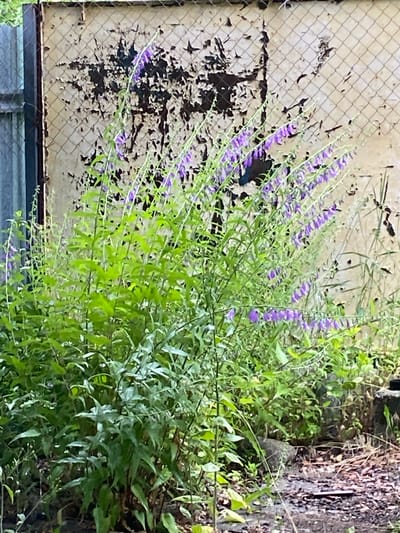 This image depicts a cluster of tall, flowering plants with small purple bell-shaped flowers, growing in front of a weathered, chain-link fence backed by a rough, discolored wall. The wall has large patches of peeling paint, revealing dark underlayers. The ground in front of the fence is a mix of dirt, debris, and some puddles, suggesting recent rain. The vegetation is lush and green, with the flowering stems reaching upwards. The scene appears to be outdoors, in a somewhat neglected urban or semi-urban setting. There are no people or animals visible in the image. The location is identified as Besh Kungei, Kyrgyzstan.