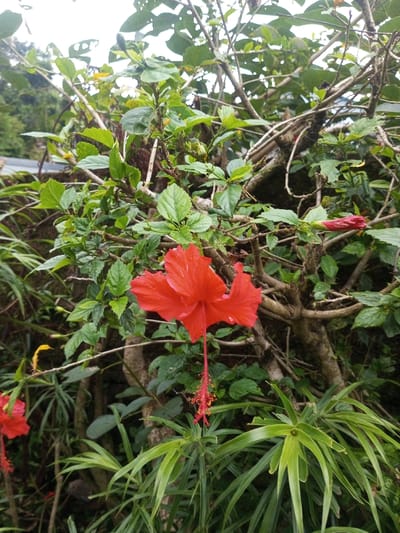 A close-up photograph taken in the city of Hasanparthy mandal, India, displays a vibrant botanical scene. A fully bloomed, five-petaled red Hibiscus flower (genus *Hibiscus*) is prominently centered, featuring a long, downward-extending stamen column with multiple yellow anthers. Another partially visible red Hibiscus flower is located in the lower-left corner. A closed red Hibiscus bud is observed in the upper-right section of the frame. The background and foreground are densely filled with green foliage, including the leaves of the hibiscus plant, some exhibiting minor insect damage, and other indeterminate green plants with lanceolate leaves. Woody, brownish-grey branches, some appearing gnarled, crisscross throughout the image. The lighting is diffused, suggesting overcast conditions or shade. No human figures or animals are present.
