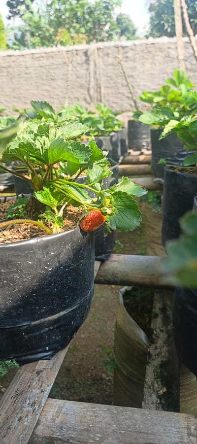 A vertical, close-up shot captures a single ripe strawberry hanging from a plant in a black plastic grow bag. The strawberry is a deep red with visible seeds. The plant's green leaves are lush and textured, with some appearing slightly lighter or variegated. The grow bag sits on a rustic wooden platform, with other similar grow bags visible in the blurred background. Beyond the grow bags, a beige wall or fence is visible, topped by green foliage and a bright sky, suggesting an outdoor setting. The overall impression is one of cultivation and growth, likely in a garden or farm environment. The image was taken in Gisting Atas, Indonesia.