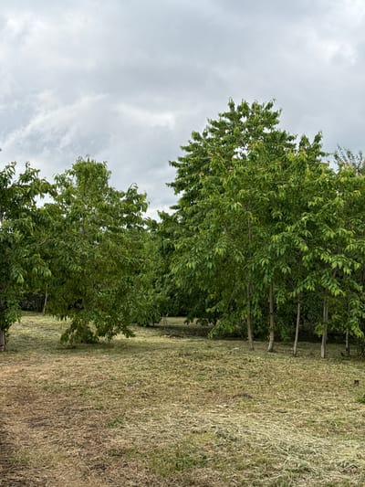 The image shows an orchard with rows of young, leafy trees. The ground is covered in recently mowed grass, appearing as a light brown mat. The sky is overcast with grey clouds. The scene appears to be a rural or semi-rural setting, possibly a farm or park. There are no people or animals visible in the image, and no identifiable landmarks place the scene specifically in Nogir, Russia.