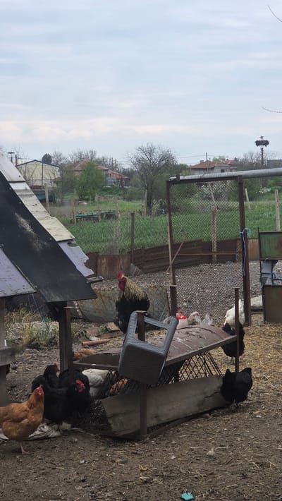 The image shows a rural scene in Mlekarevo, Bulgaria. Several chickens of different colors (black, white, and brown) are visible in a dirt yard with scattered straw. A rooster stands near a gray plastic chair, close to a makeshift table constructed from scrap metal and wood. A rusted metal fence is partially visible in the background, with glimpses of green fields and distant houses. In the distance, a stork nest atop a utility pole can be seen against a cloudy sky. The scene appears to be a backyard or farmyard environment.