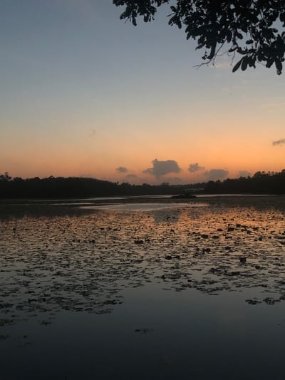 The image depicts a serene sunset scene over a tranquil body of water, likely a lake or lagoon, in Moodugamuawa, Sri Lanka. The sky transitions from a pale blue at the top to a warm orange and yellow gradient near the horizon, indicating the sun is setting. Scattered dark clouds add texture to the sky. Silhouetted against the colorful sky is a dense line of trees forming the shoreline. The foreground is dominated by a calm water surface covered with numerous lily pads, creating a textured pattern. Reflections of the sky and trees are visible on the water, particularly in the middle ground. A branch with dark leaves extends into the upper right corner of the frame, framing the sky. The overall impression is one of natural beauty and peacefulness at dusk.