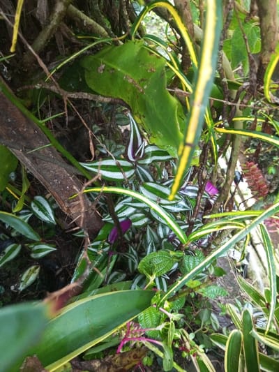 This image captures a dense entanglement of various plant species in Kotakonda, India. The foreground and midground are dominated by several clusters of *Tradescantia zebrina*, identifiable by their green leaves with prominent silvery-white stripes and purple undersides. Interspersed are broader, solid green leaves, one exhibiting a textured surface and an irregular, wavy edge in the upper left. Numerous slender leaves with yellow and green variegation crisscross the frame, particularly along the right and upper edges. A thick, dark brown wooden branch or log runs diagonally from the upper left towards the mid-left. Various thinner, dark brown stems, some appearing thorny, are interwoven among the foliage. Towards the upper right, a reddish, segmented inflorescence is partially visible amidst the dense growth. The scene is static, devoid of human or animal figures, depicting a rich, overgrown botanical environment.