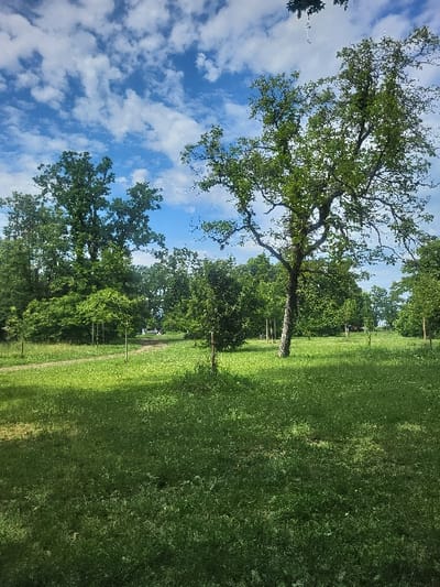 The image shows a grassy park area located at 46.399 latitude and 6.502 longitude in Thonon-les-Bains, France. The park is covered in green grass and has a variety of trees, including a large, deciduous tree in the center of the image. The tree is located in the middle of the park area, and its branches spread out to the sides, creating a canopy of leaves. The park is in the daytime, and the sky is bright blue with fluffy white clouds. There is a dirt path running through the park, and it appears to be empty. The grass is green and lush, and there are several trees in the background, including a row of trees along the edge of the park. There is a small, white object near the bottom of the image, perhaps a white plastic bag, or a small piece of trash. The image was taken from a low angle, looking up towards the tree.