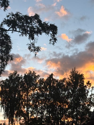 The image captures a sunset view from Voeikovo, Russia. The sky is filled with clouds, some tinged with orange and pink from the setting sun, while others are a dusky grey. Silhouetted against the vibrant sky are the dark, leafy canopies of trees, forming a dense line across the lower part of the frame. A few branches and leaves from a tree in the upper left corner are also visible, creating a layered effect. The overall scene is one of natural beauty during twilight, with the trees serving as a dark foreground against the colorful sky.