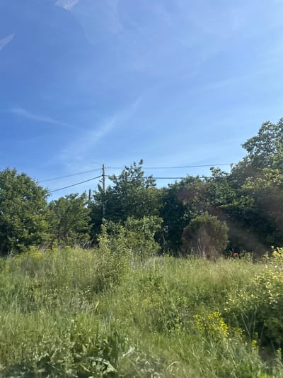 This landscape photograph, taken in Kumanovo, Bulgaria, depicts a natural outdoor scene on a bright, sunny day. The image is oriented horizontally, with a clear blue sky dominating the upper left portion of the frame. Wispy white clouds are faintly visible against the bright sky.
A dense line of vibrant green deciduous trees stretches across the mid-ground, forming a lush border between the sky and the lower part of the scene. The foliage appears thick and healthy, suggesting late spring or summer. Towards the left-center, a wooden utility pole stands tall among the trees, supporting multiple dark power lines that traverse horizontally through the composition.
The lower half and right side of the image are filled with tall, verdant grass and other wild vegetation, indicating an uncultivated area, possibly a field edge or roadside. Scattered within this green expanse, particularly on the right, are small clusters of yellow wildflowers, adding specks of bright color to the natural setting. A tiny, blurry red object, likely a flower or berry, is partially visible within the dense greenery on the right-center.
The bright illumination and clear sky suggest the time of day is midday or early afternoon. Subtle reflections or glare on the far left of the image, especially in the sky area, hint that the photograph may have been taken through a window. There are no people or discernible text visible in the scene. The overall impression is one of natural tranquility in a rural or semi-rural environment.