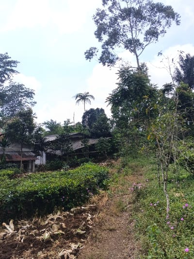 A landscape scene featuring a dirt path leading uphill through lush vegetation. Various trees frame the image, including a tall tree with sparse upper branches. A building is partially visible behind the foliage on the left. A cultivated plot of land lies on the lower left, contrasting with the wild growth along the path, marked with small purple flowers. The sky is partly cloudy.