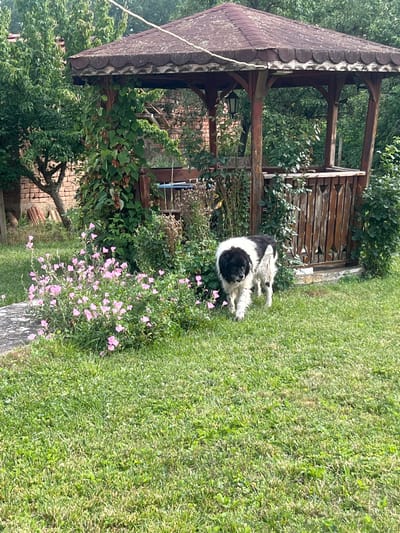 A large, black and white dog with shaggy fur walks on a green lawn in front of a wooden gazebo. The gazebo has a brown, shingled roof and wooden posts. Pink flowers are blooming to the left of the dog and the gazebo. In the background, trees and a brick building are visible. The scene appears to be in a residential backyard. The image was taken in Ohrid, Bulgaria.