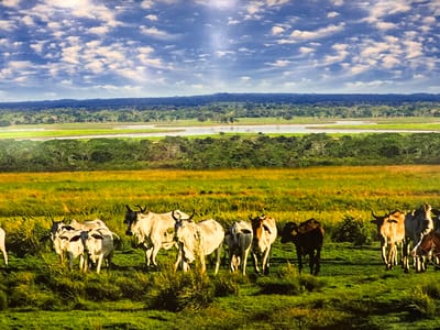 The image depicts a herd of cattle grazing in a lush green meadow under a dramatic sky filled with white, puffy clouds. The cattle are mostly light-colored, with a few darker individuals. They are spread across the foreground and mid-ground of the scene, with some looking towards the camera and others grazing. In the background, there is a wide river or body of water, flanked by dense green vegetation and trees, and beyond that, a line of darker, hazy hills or distant forest under the expansive sky. The overall impression is one of a serene, rural landscape. There is no indication of the city of Torrejón de Ardoz, Spain in this image; the landscape appears to be natural and not urban.