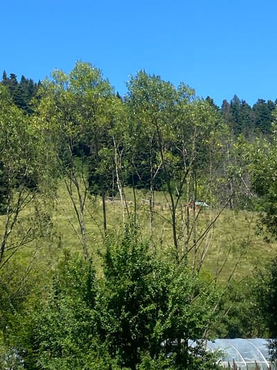 The image depicts a rural, mountainous landscape under a clear blue sky. In the foreground, lush green trees and foliage dominate the scene, with several slender trees with sparse leaves reaching upwards. Behind the immediate greenery, a gently sloping, grassy hillside is visible, dotted with more trees. In the mid-ground, a rustic fence line can be seen, and further back, a small building with a light-colored roof is partially obscured by trees. The background features a dense forest covering the mountainside. The lower right corner of the image shows a glimpse of a greenhouse structure with a translucent cover. The scene appears tranquil and natural, indicative of a rural setting.