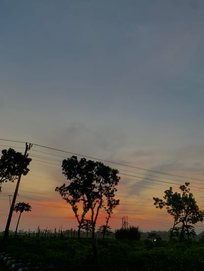 A low-angle, full shot captures a dimly lit scene of a rural landscape at dusk in Karangkemiri, Indonesia. Silhouetted against a gradient sky, transitioning from a pale blue at the top to hues of orange and pink near the horizon, stand three prominent trees. Power lines crisscross the sky, supported by utility poles visible between the trees. In the foreground, dense, dark green foliage covers the ground, with some indistinct circular objects arranged at the bottom left edge of the frame. The overall atmosphere is serene and twilight-like.