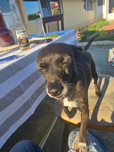 A dog is lying on a chair at a table outdoors. A person is sitting next to the chair, with their legs visible. The table has a striped tablecloth, a Corona bottle, and several glasses on it. The location appears to be outdoors, possibly a patio or backyard. There is a building and greenery visible in the background. No specific information about Krasnovo, Bulgaria is discernible from the image.