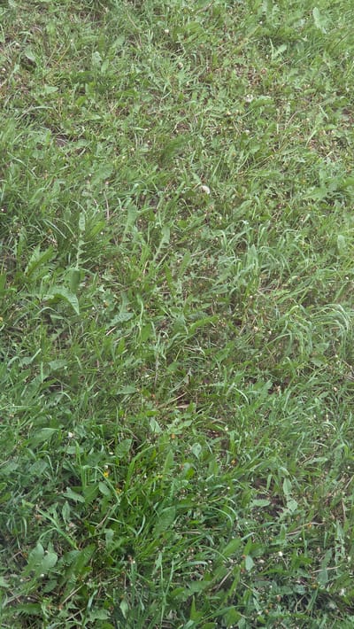 The image shows an area of dense, overgrown grass and weeds. The dominant vegetation includes various types of grasses and broadleaf plants, possibly dandelions. The scene is a close-up view of the ground, with no discernible structures, objects, or people visible. There are no clues to pinpoint the location as the city of Sannikovo, Russia.
