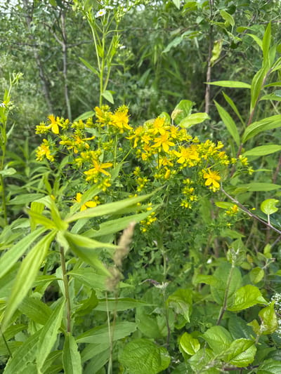 The image shows a close-up view of a patch of wild plants, dominated by bright yellow flowers and lush green foliage. The flowers, with their five petals and prominent stamens, are clustered on thin stems, creating a vibrant display. The leaves are elongated and pointed, with some showing a slight serration along the edges. The plants appear to be growing in a natural, untamed environment, possibly a meadow or a roadside verge.

The scene is bathed in natural light, suggesting it was taken during the daytime. The focus is on the plants, with the background appearing slightly blurred, indicating a shallow depth of field. This shallow depth of field emphasizes the intricate details of the flowers and leaves in the foreground.

There are no people or man-made objects visible in the image. The overall impression is one of natural beauty and the vitality of plant life. The setting, identified as Kuriany, Ukraine, places the scene within a specific geographical context. The image captures a moment of natural abundance, showcasing the delicate beauty of these wildflowers. The focus and composition suggest an appreciation for the details of the natural world. The weather appears to be fair, as the plants are vibrant and well-lit. There is no visible text in the image.