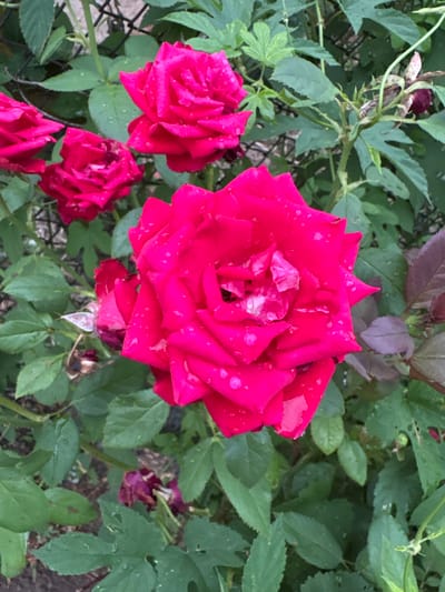 A close-up, eye-level shot captures several vibrant fuchsia-colored roses amidst lush green foliage. The roses are in various stages of bloom, with the largest, most prominent bloom in the center of the frame, showcasing intricate petal layers and speckled with water droplets. To the left, two other partially opened roses are visible, with one slightly out of focus. The background consists of dense green leaves, some with a purplish hue, and hints of a chain-link fence. The overall impression is of a dew-kissed rose bush in a garden setting. The location is Aleksandrovo, Bulgaria.