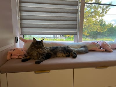 A long-haired Maine Coon cat is lying on a padded window seat, its body stretched out. The cat is primarily brown and black with a fluffy tail. To the left of the cat is a small, pink plush toy, possibly a rabbit, with a zipper on its front. Behind the cat and toy are two larger pink plush toys, a rabbit and a creature with long ears, placed on a pillow. The window seat is situated in front of a large window that offers a view of green trees and a partly cloudy sky, suggesting an outdoor, possibly rural, environment. The window has horizontal blinds with alternating opaque and sheer stripes. The window seat is mounted on top of white cabinet drawers with gold handles. The wall to the left of the window is painted pink. The overall scene appears to be indoors, in a room with a large window. The specific location in the city of Рассоха, Russia, is not discernible from the image.
