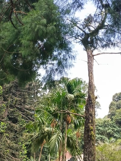 A variety of trees fill the frame, creating a lush and layered scene. A tall, slender tree with a textured trunk stands beside several palm trees, their green fronds radiating outwards. To the left, a dark green pine tree with feathery needles adds depth, while other trees fade into the background on the right. The sky is partially visible through the canopy, providing a glimpse of light.