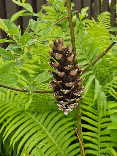 A close-up, horizontally oriented photograph captures a nature scene, prominently featuring a pine cone resting on a thin, green-brown stem. The pine cone, positioned centrally, is brown with visible scales, some of which have white, weathered tips or residue. A delicate, brighter green stem runs horizontally from the left, passing under the pine cone and extending to the right. Another thinner, darker brown stem crosses from the upper left downwards. The background is a vibrant, out-of-focus expanse of lush green fern fronds, providing a soft, natural backdrop. In the midground and foreground, particularly on the left side, are clusters of smaller, oval-shaped green leaves on slender branches, also contributing to the layered foliage. The scene is illuminated by natural daylight, highlighting the varied textures and shades of green and brown. No activity is depicted. There is no visible text. The location context is Березка Снт (красногорский Р-н), Russia.