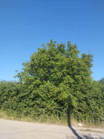 The image depicts a tree with lush green foliage set against a clear, bright blue sky. The tree is large and appears to be in full leaf, suggesting a warm season. In the foreground, a light-colored, unpaved surface, possibly a dirt road or pathway, runs horizontally across the bottom of the frame. To the left and right of the main tree, more greenery is visible, forming a dense hedge or line of trees. A long, dark shadow of the tree stretches across the ground in the lower right portion of the image, indicating that the sun is at an angle, likely mid-morning or late afternoon. The scene is peaceful and natural, with no people or man-made objects immediately apparent, other than the ground surface which could be a rural path. The bright sky and vibrant green foliage suggest pleasant weather conditions. The location context provided is Hnivan, Ukraine, implying a temperate climate suitable for this type of vegetation and sky. No text is visible in the image.