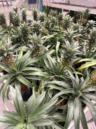 This media file captures a close-up, overhead view of a dense arrangement of potted pineapple plants. The plants are characterized by their spiky, green leaves, and many of them are bearing small, developing pineapples. The overall scene is that of a nursery or garden center, with multiple plants closely packed together.
The lighting suggests an indoor setting, possibly a greenhouse or a retail space, as there are no strong shadows or indications of natural sunlight. The background is somewhat out of focus, but hints at shelving units and other plants, reinforcing the idea of a commercial horticultural environment. One of the crops shows a price tag with "3,99€" visible, indicating these are likely for sale.
The image is visually dominated by the lush greenery of the pineapple plants, with the developing fruit adding small, textured focal points. The perspective is high and angled downwards, offering a detailed look at the foliage and the structure of the plants. The overall impression is one of abundance and growth. There are no people visible in the frame.