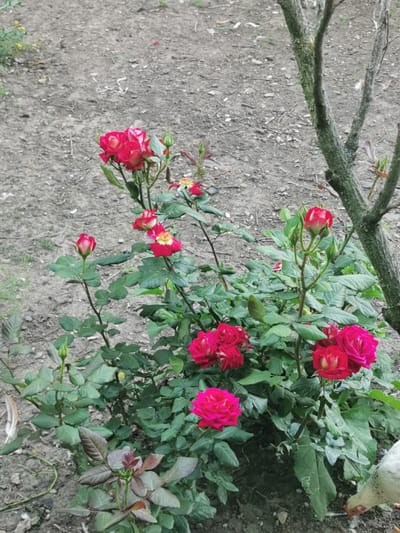 The image shows a close-up of a rose bush with several vibrant pink and red roses in bloom, along with buds and green leaves. The bush is growing in a garden setting with dry, dusty soil and some scattered twigs visible in the background. A thin, weathered tree trunk with mossy patches is partially visible on the right side of the frame. The lighting suggests it is daytime, possibly overcast given the lack of strong shadows. In the lower right corner, a small white chicken is pecking at the ground. The overall scene conveys a sense of natural beauty and a rural garden environment. There is no visible text in the image. The location context is Carbuna, Moldova.