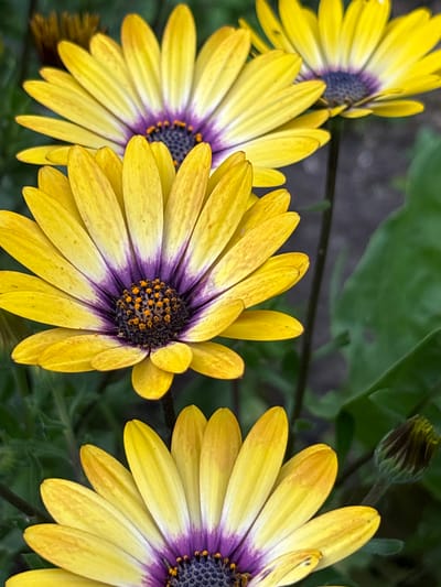 The image is a close-up, vertical, outdoor photograph of several yellow daisy-like flowers with purple centers. The flowers are in various stages of bloom, with some fully open and others budding. The background is a blur of green foliage and dark soil, suggesting a garden setting. There are no people or animals visible in the image. The lighting appears to be natural daylight. The location is not specified within the image itself.